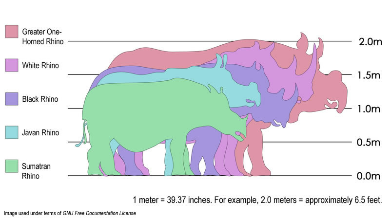 http://endangeredliving.files.wordpress.com/2013/09/rhino-species-sizes.jpg
