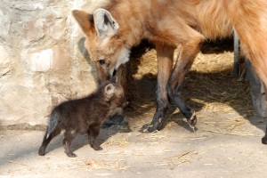 Adult-maned-wolf-with-a-pup-wolves-22383307-780-522