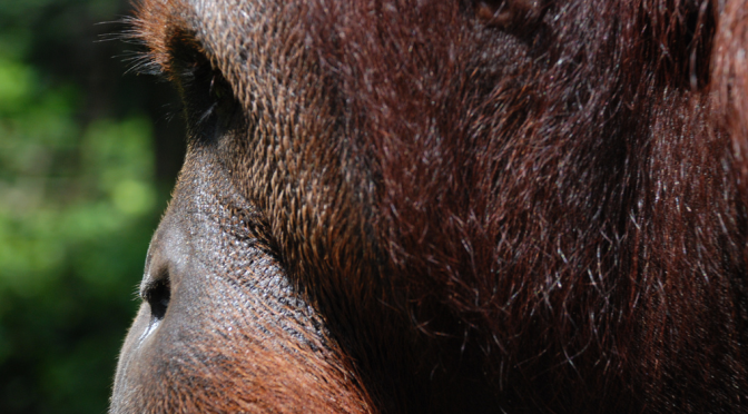 Volunteer Tourism and the Orangutan
