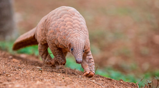 A Win for the Pangolin
